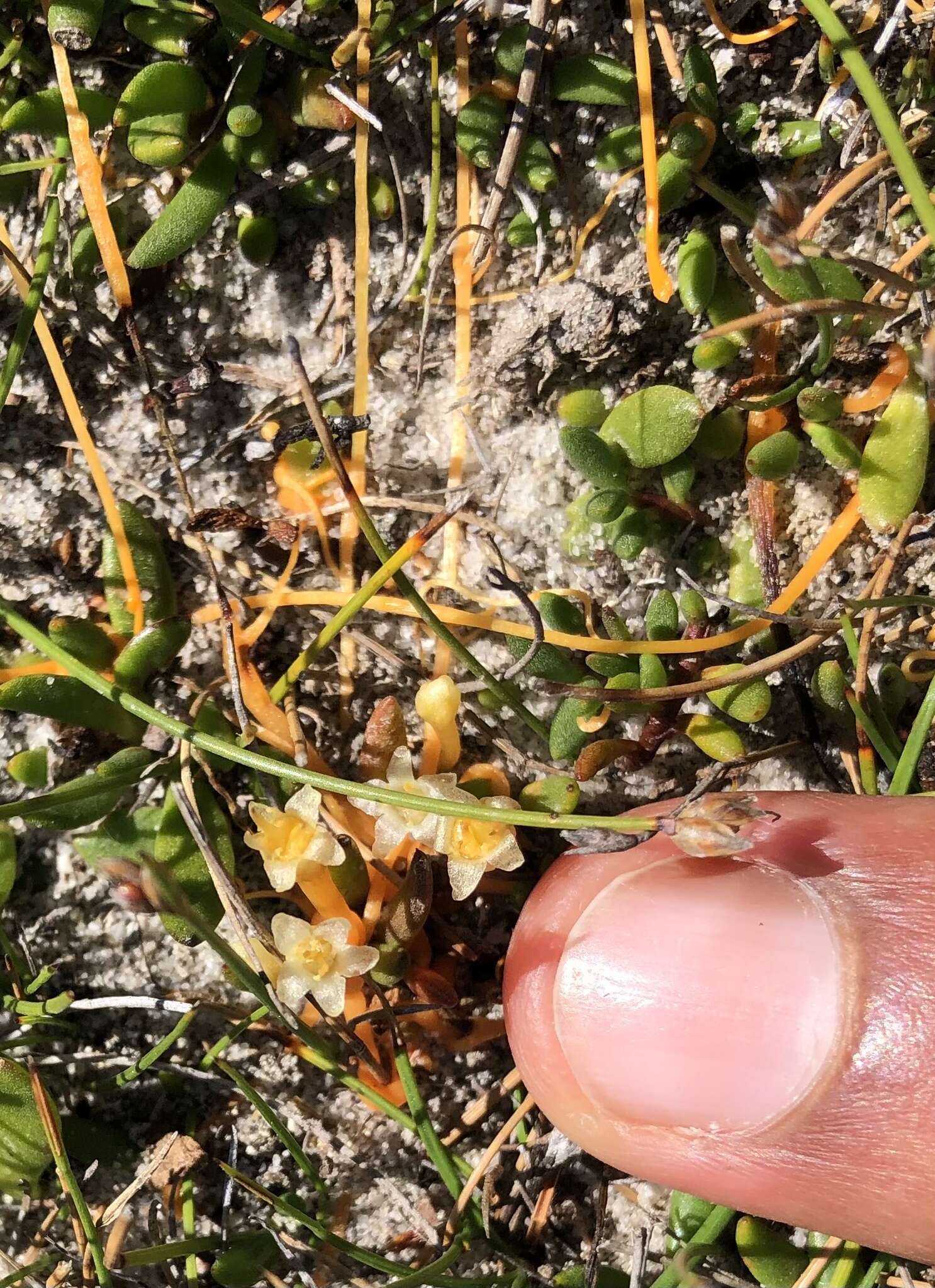 Image of Cuscuta tasmanica Engelm.