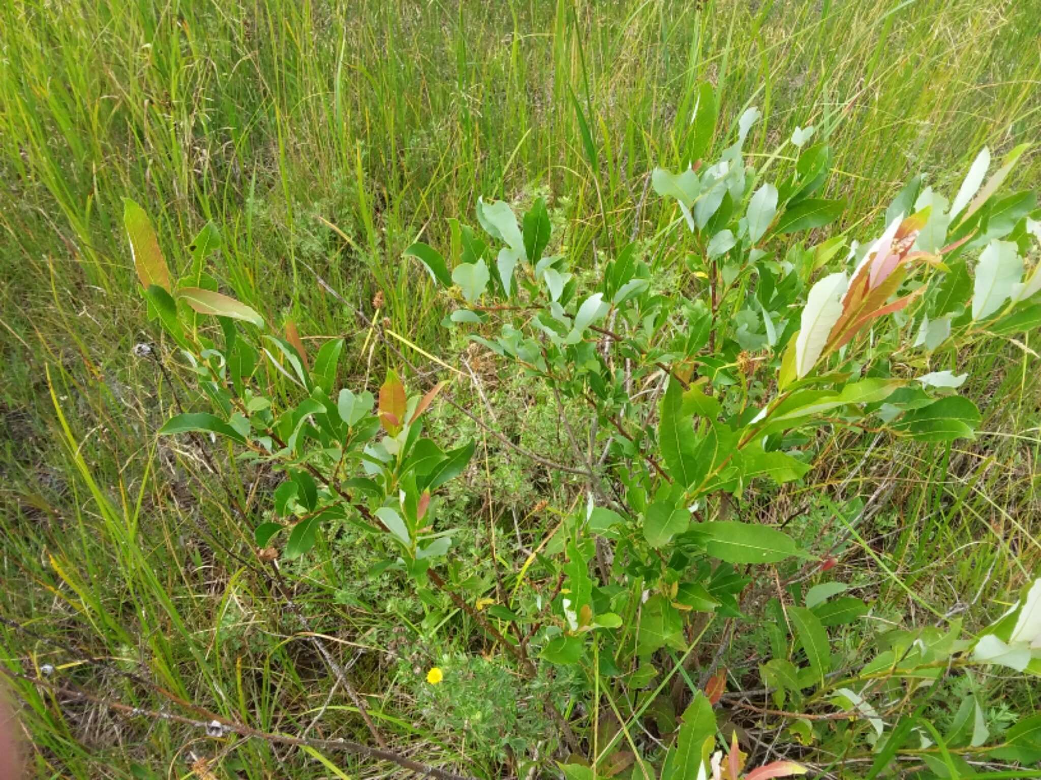 Plancia ëd Salix discolor Muhl.