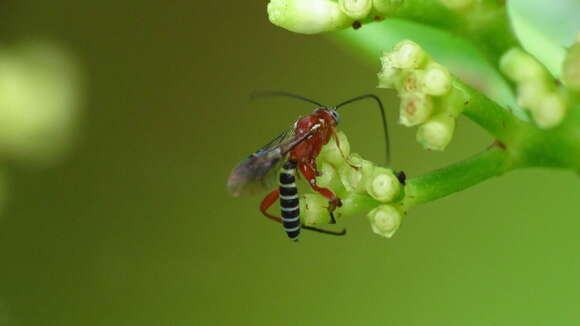 Image of Pimpla marginella Brulle 1846