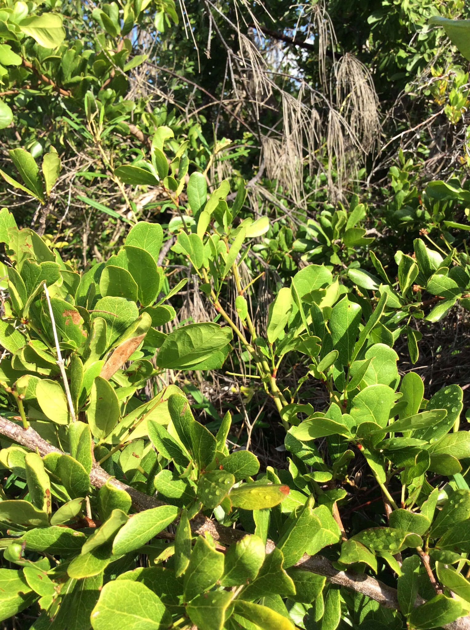 Image of Florida Keys blackbead