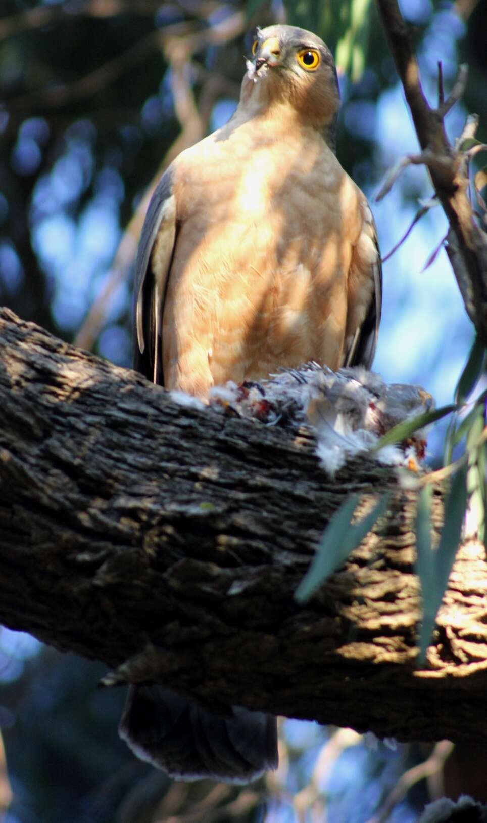 Image of Red-breasted Sparrowhawk