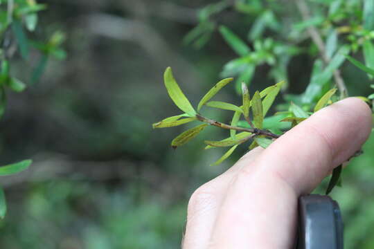 Sivun Coprosma linariifolia (Hook. fil.) Hook. fil. kuva