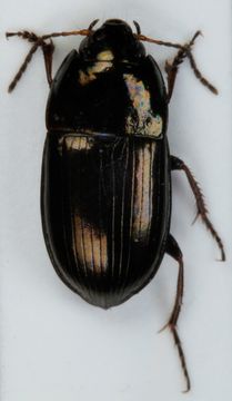 Image of <i><i>Amara</i></i> (Amara) <i>communis</i> (Panzer 1797)