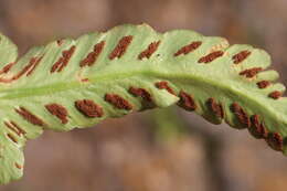 Image of Asplenium sagittatum (DC.) A. J. Bange