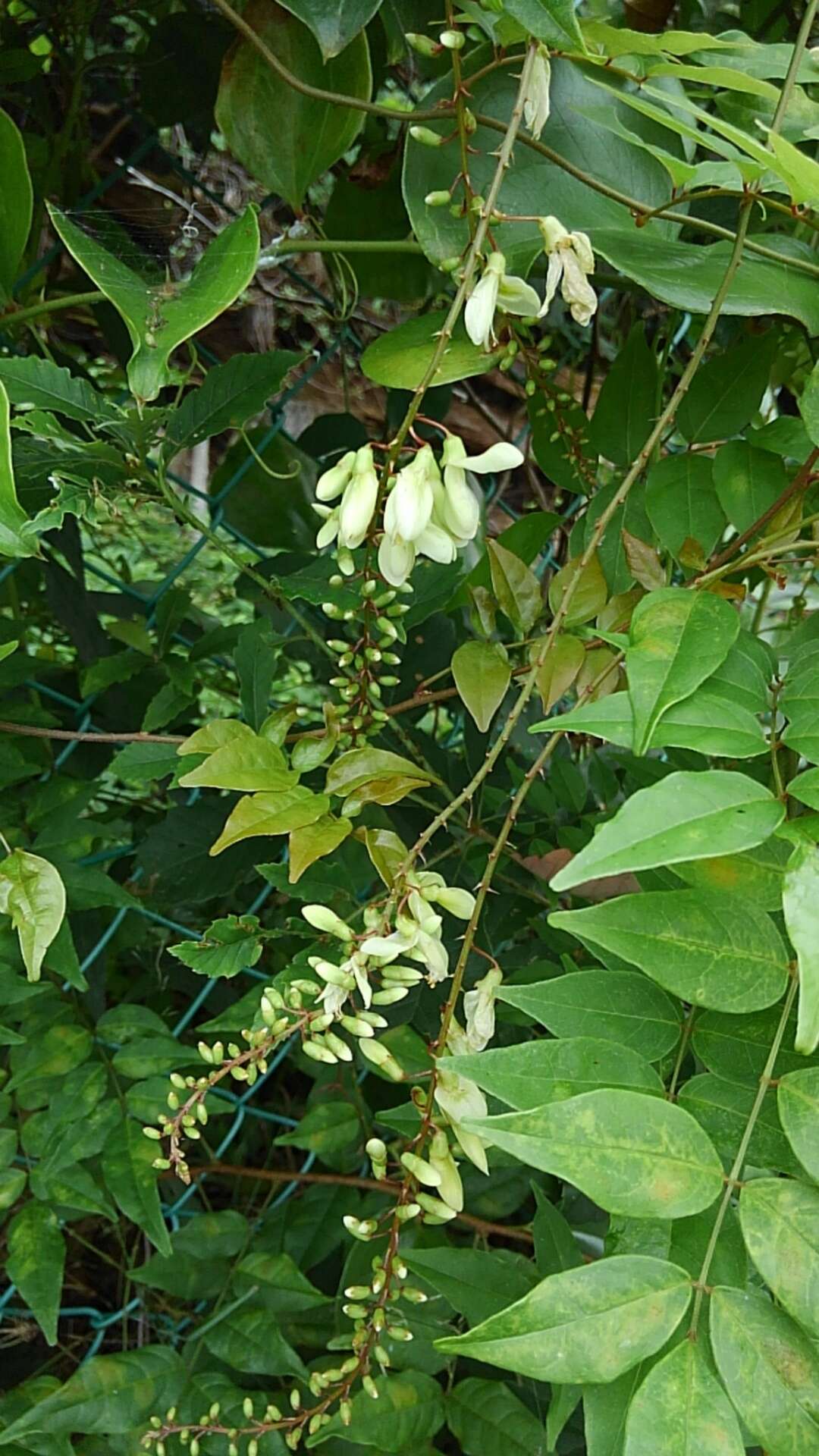 Imagem de Wisteriopsis japonica