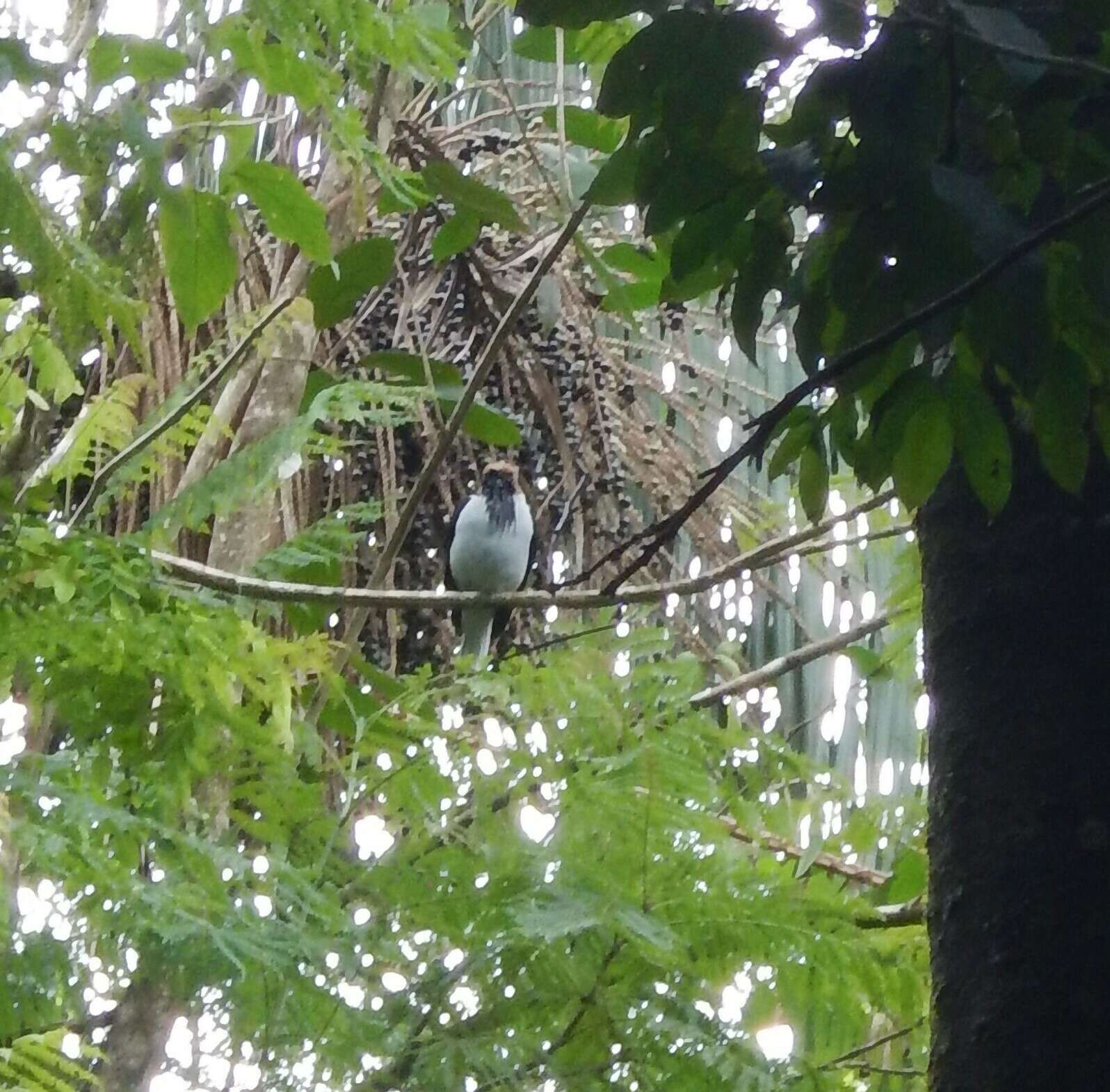 Image of Bearded Bellbird