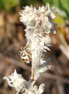 Image of field cudweed