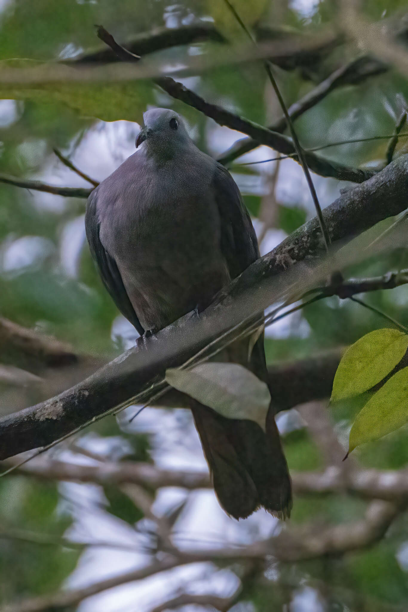 Image of Barking Imperial Pigeon