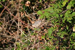 Image of Moltoni's Warbler