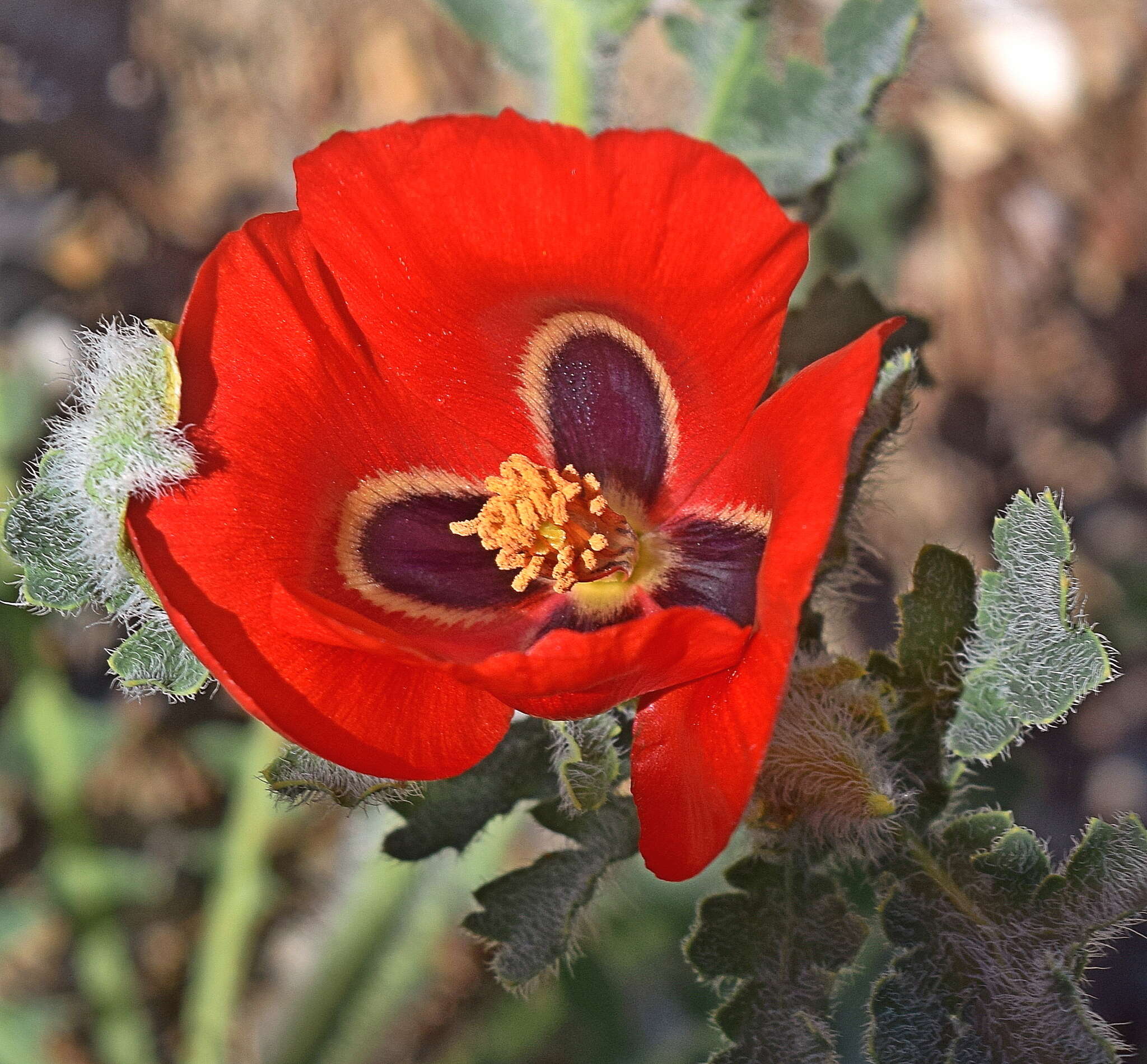 Image of blackspot hornpoppy