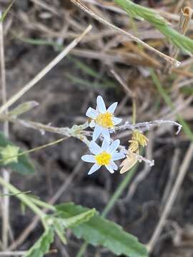 Image of Rhodanthe corymbiflora (Schltdl.) P. G. Wilson