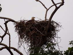 Image of Band-tailed Fish-eagle