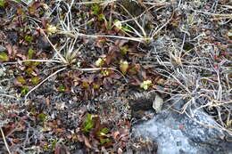 Image de Arctostaphylos alpinus (L.) Sprengel