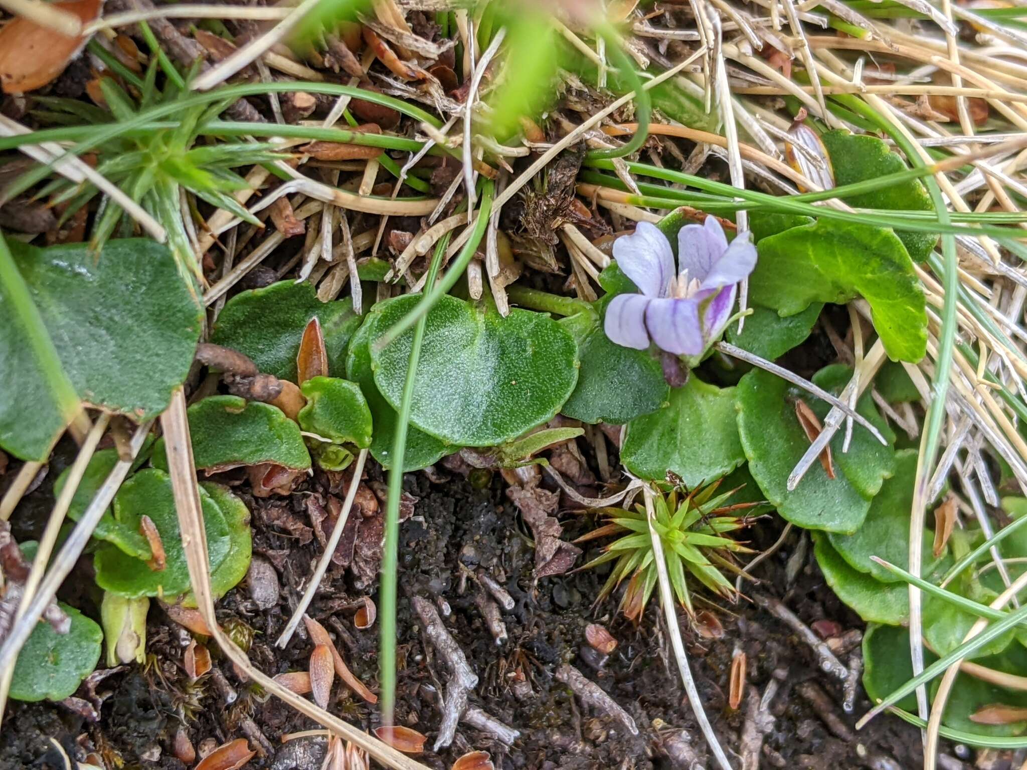 Image of Viola curtisiae