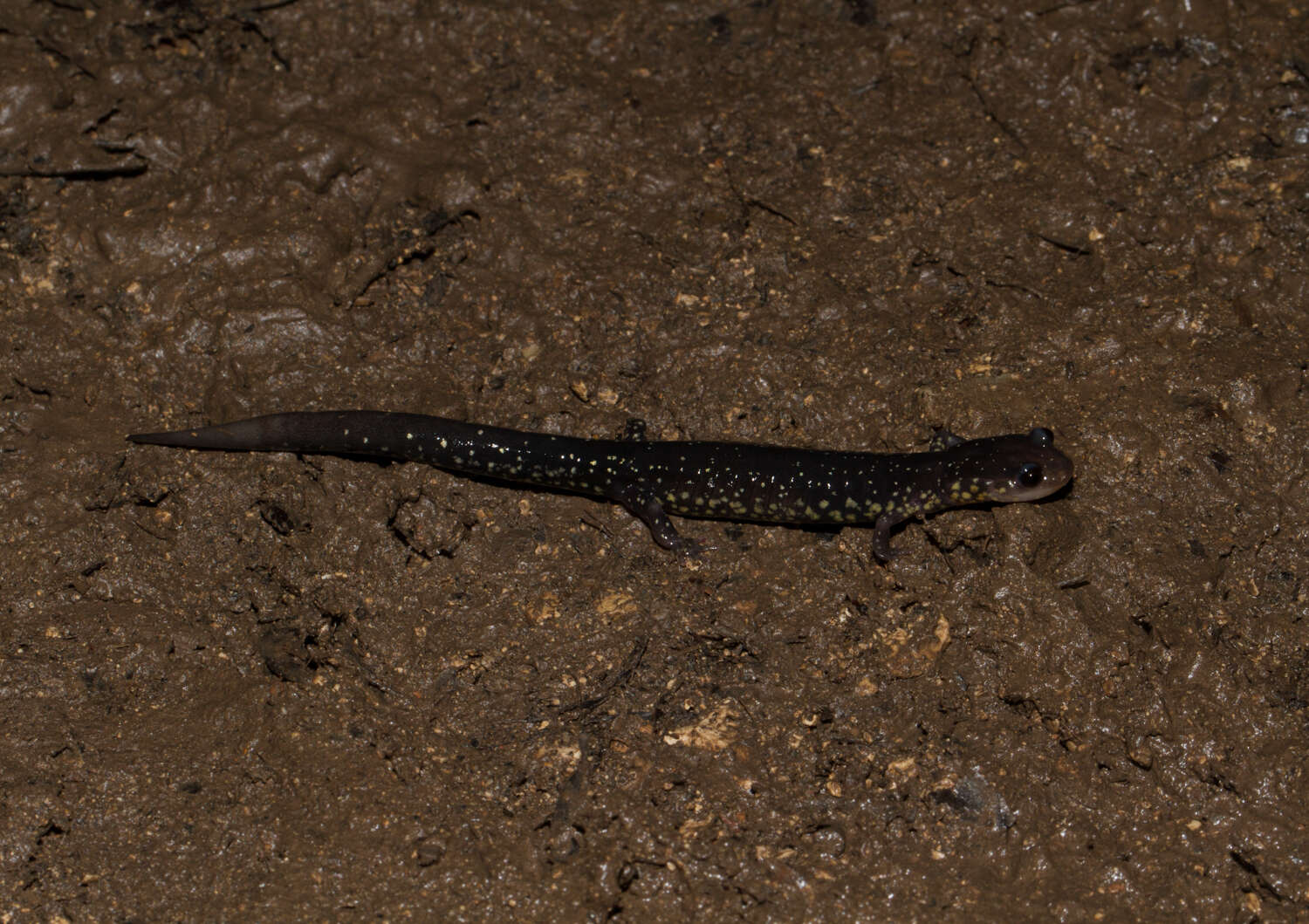 Image of Western Slimy Salamander