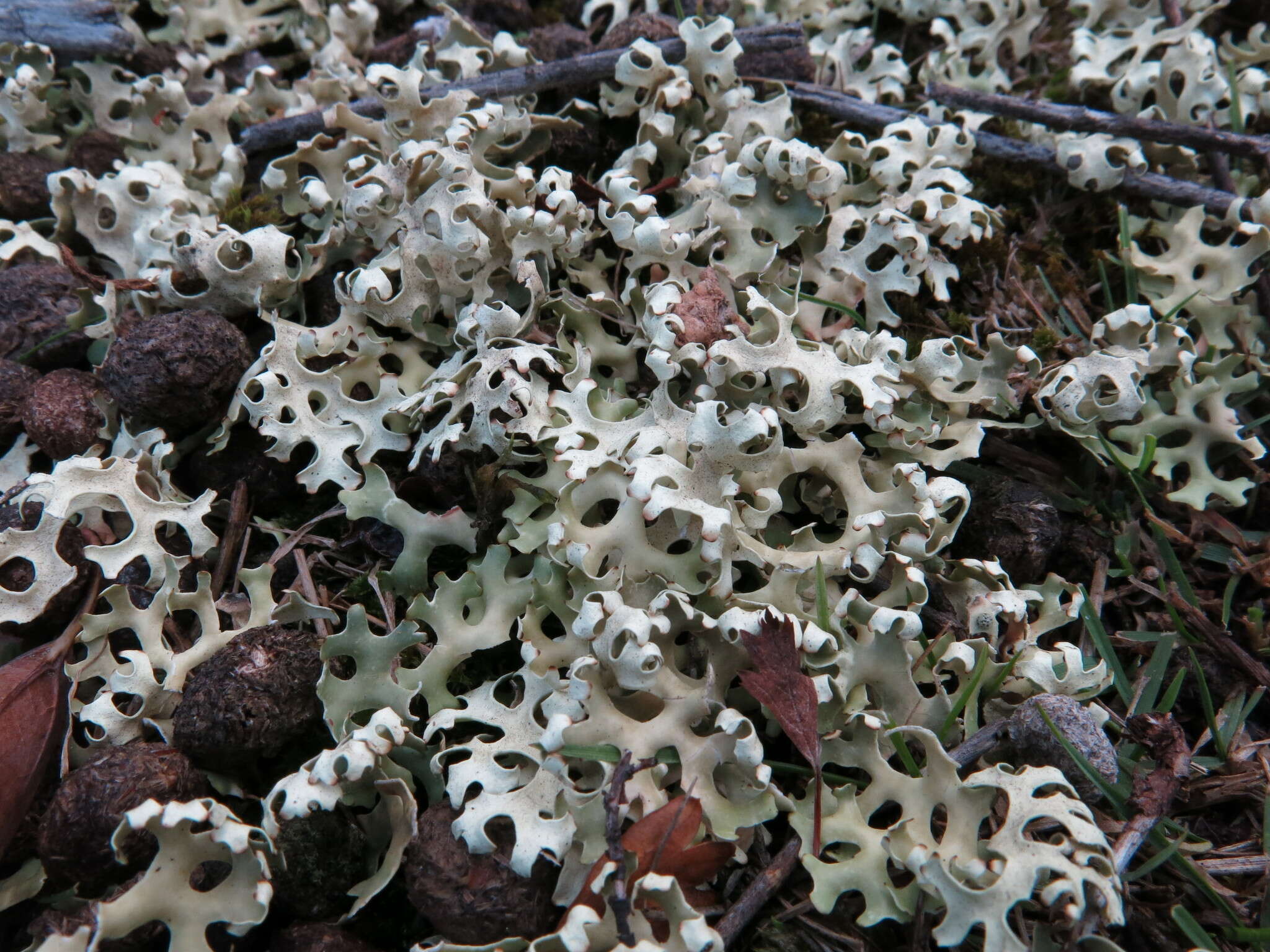 Image of Resurrection lichen