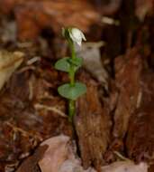 Sivun Triphora amazonica Schltr. kuva