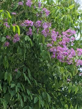 صورة Lagerstroemia speciosa (L.) Pers.