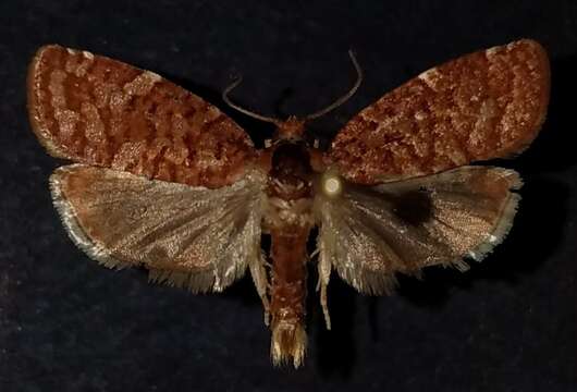 Image of Jack Pine Budworm