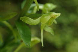 Image of Platanthera formosana (T. P. Lin & K. Inoue) Efimov