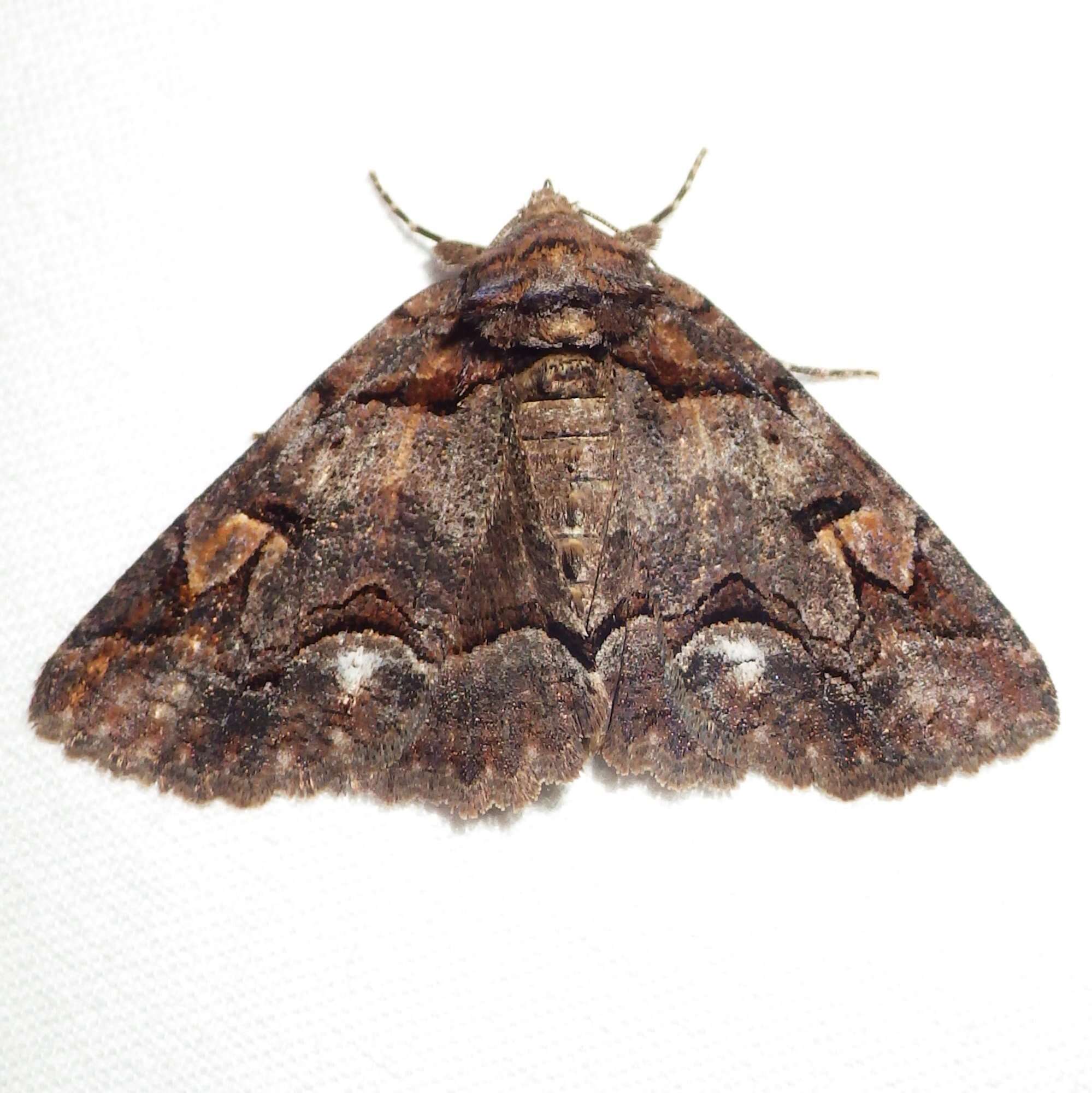 Image of Brown-spotted Zale