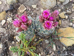 Plancia ëd Sclerocactus brevispinus K. D. Heil & J. M. Porter