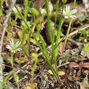 Sivun Cerastium brachypetalum subsp. tauricum (Spreng.) Murb. kuva