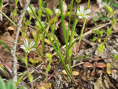 صورة Cerastium brachypetalum subsp. tauricum (Spreng.) Murb.