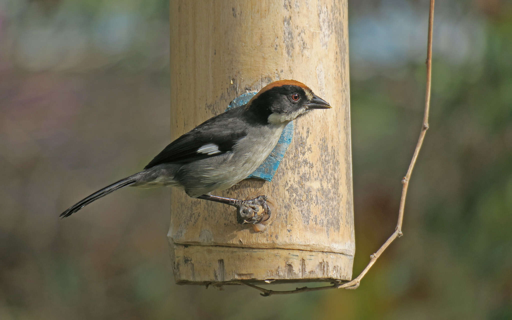 Atlapetes leucopterus (Jardine 1856) resmi