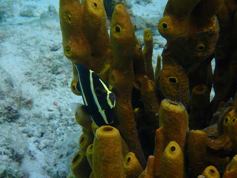 Image of Scattered Pore Rope Sponge