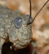 Imagem de Sphingonotus (Sphingonotus) erythropterus Sjöstedt 1920