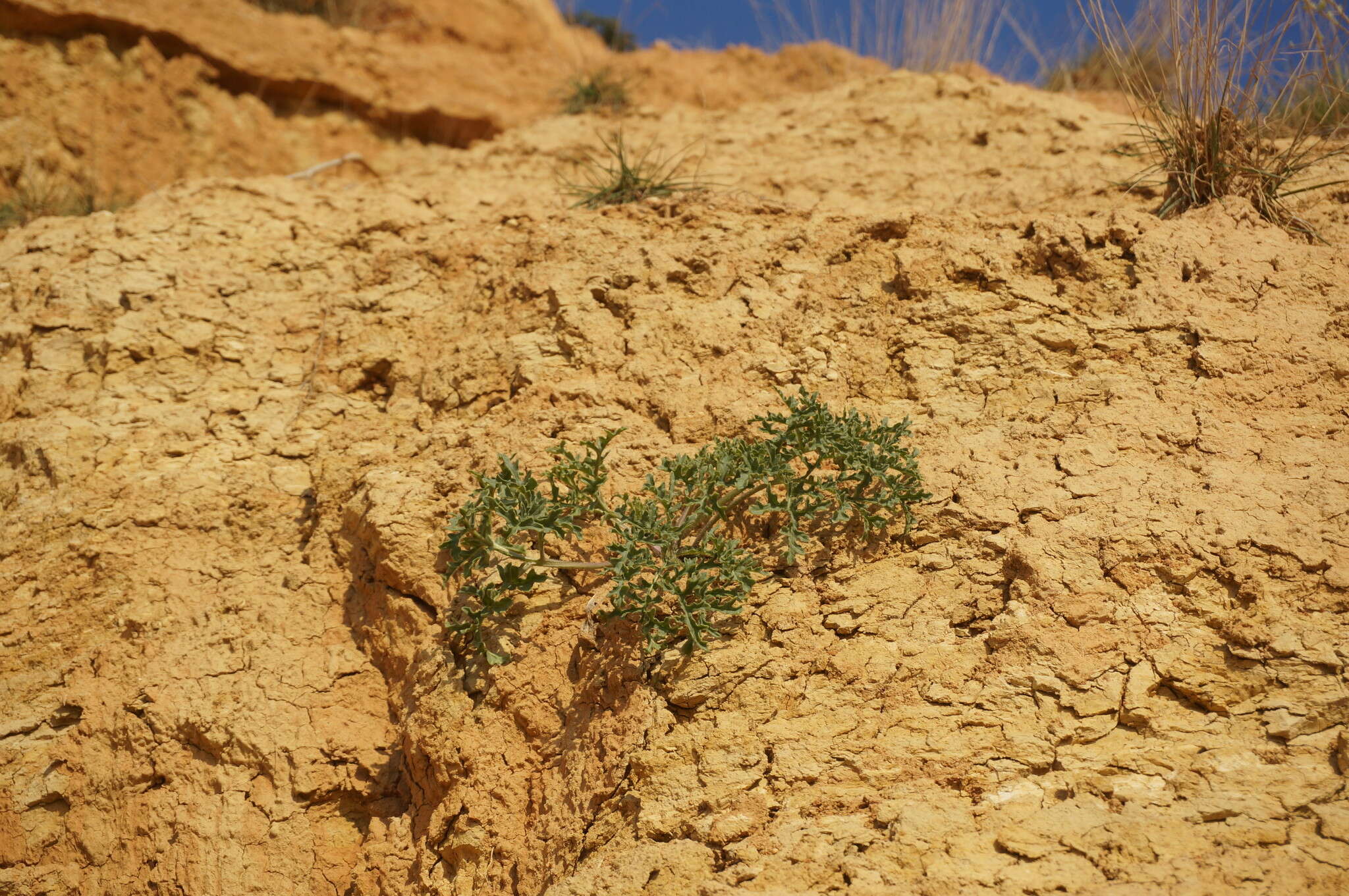 Image of Crambe aspera M. Bieb.