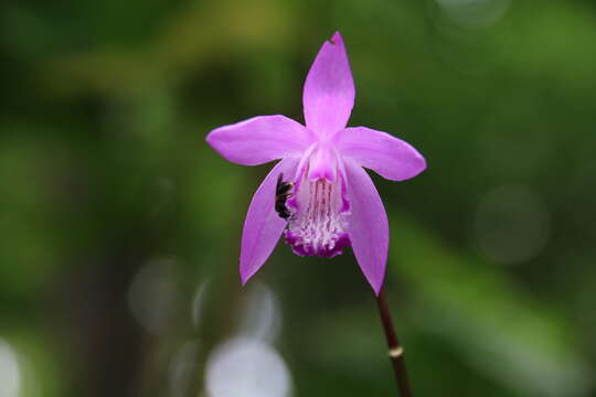 Image of Urn orchids