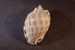 Image of Phalium decussatum (Linnaeus 1758)