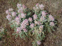 Image of Columbia milkvetch