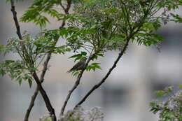 Image of Chinese Leaf Warbler