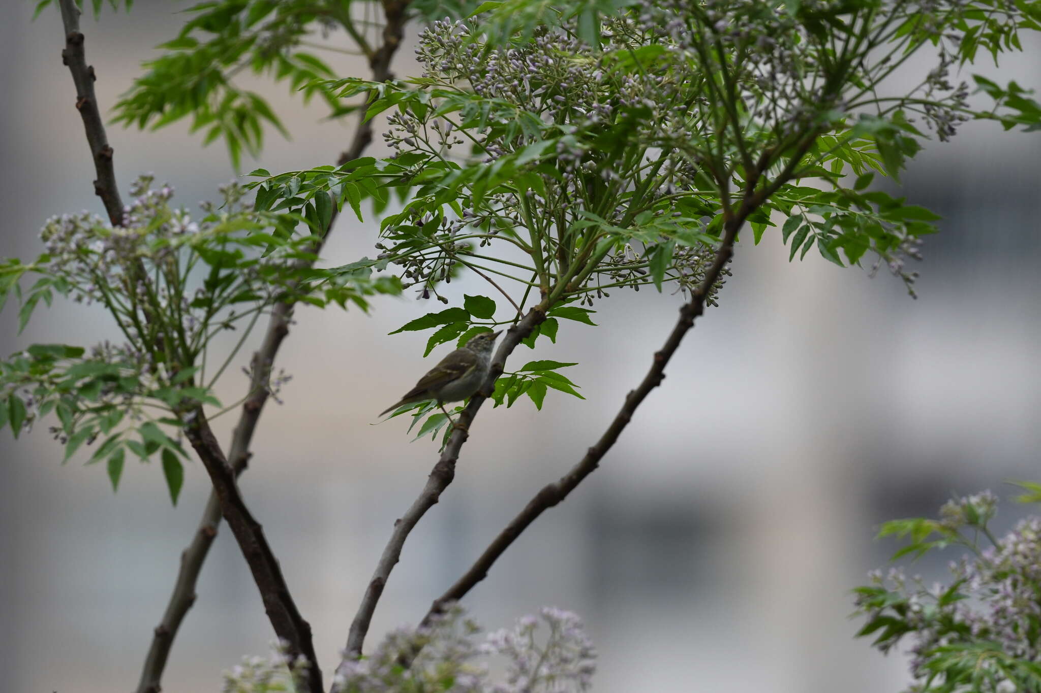 Image of Chinese Leaf Warbler