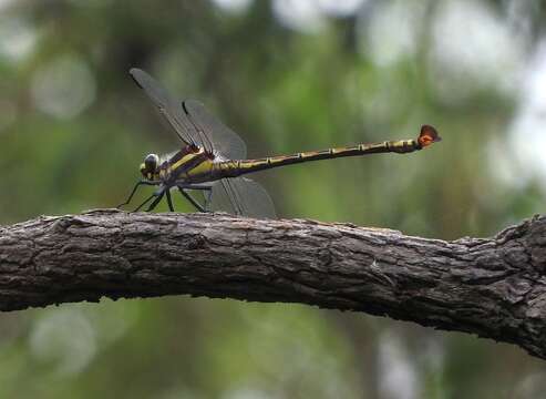 Image of Coastal Petaltail