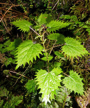 Image of Urtica sykesii Grosse-Veldm. & Weigend