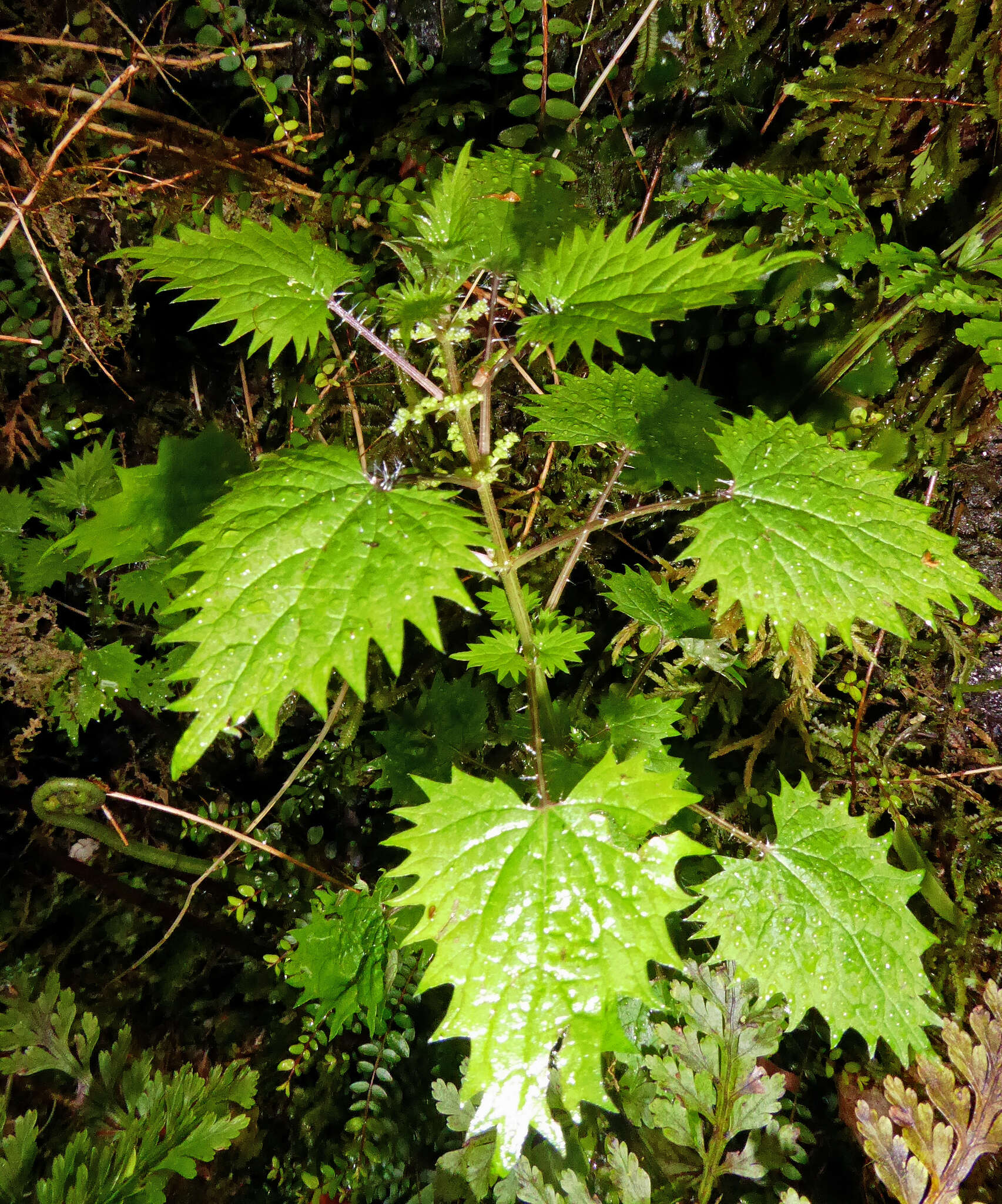 Urtica sykesii Grosse-Veldm. & Weigend的圖片