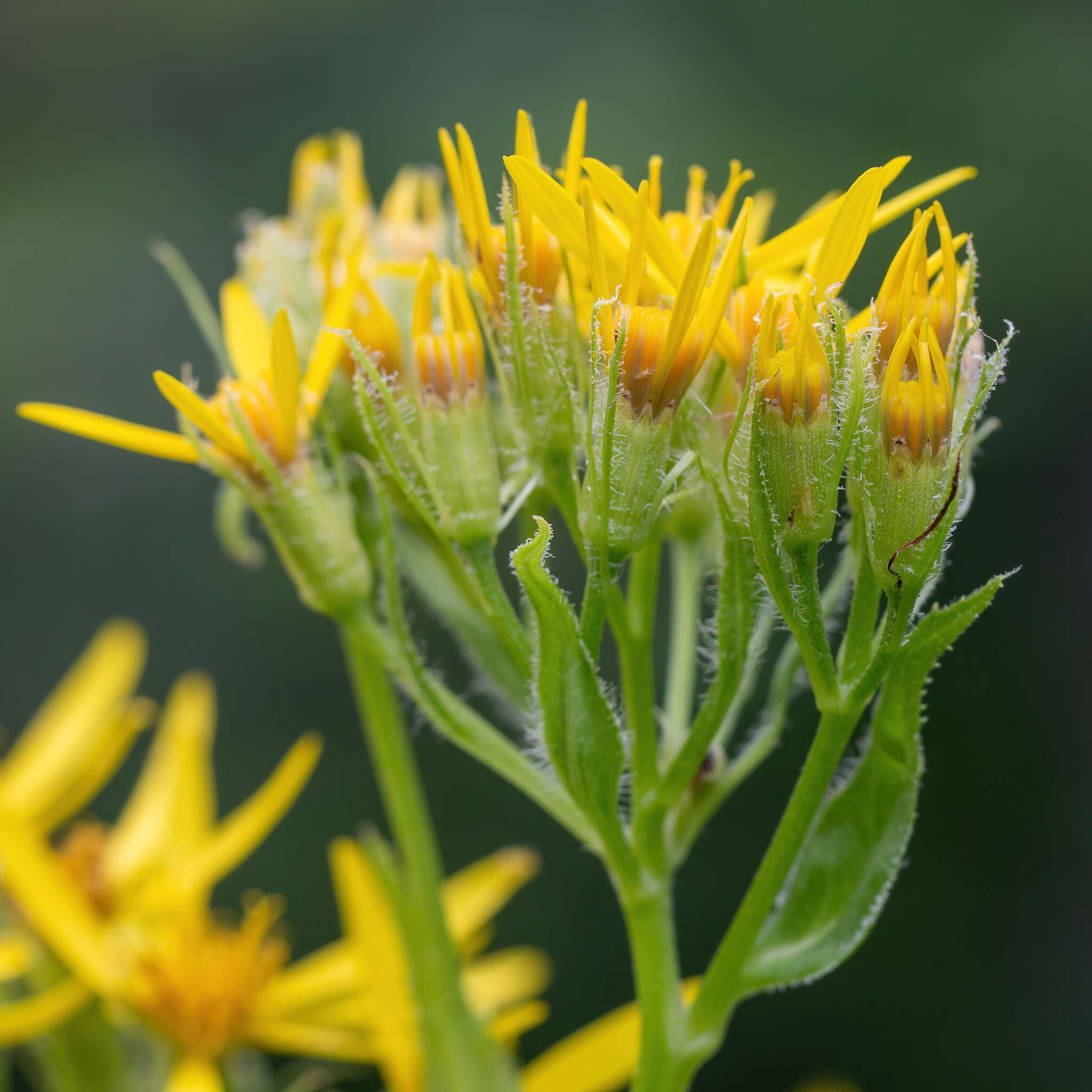 Image of Senecio nemorensis subsp. jacquinianus (Rchb.) Celak.