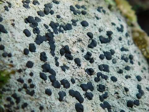 Image of Diverse Porpidia Lichen