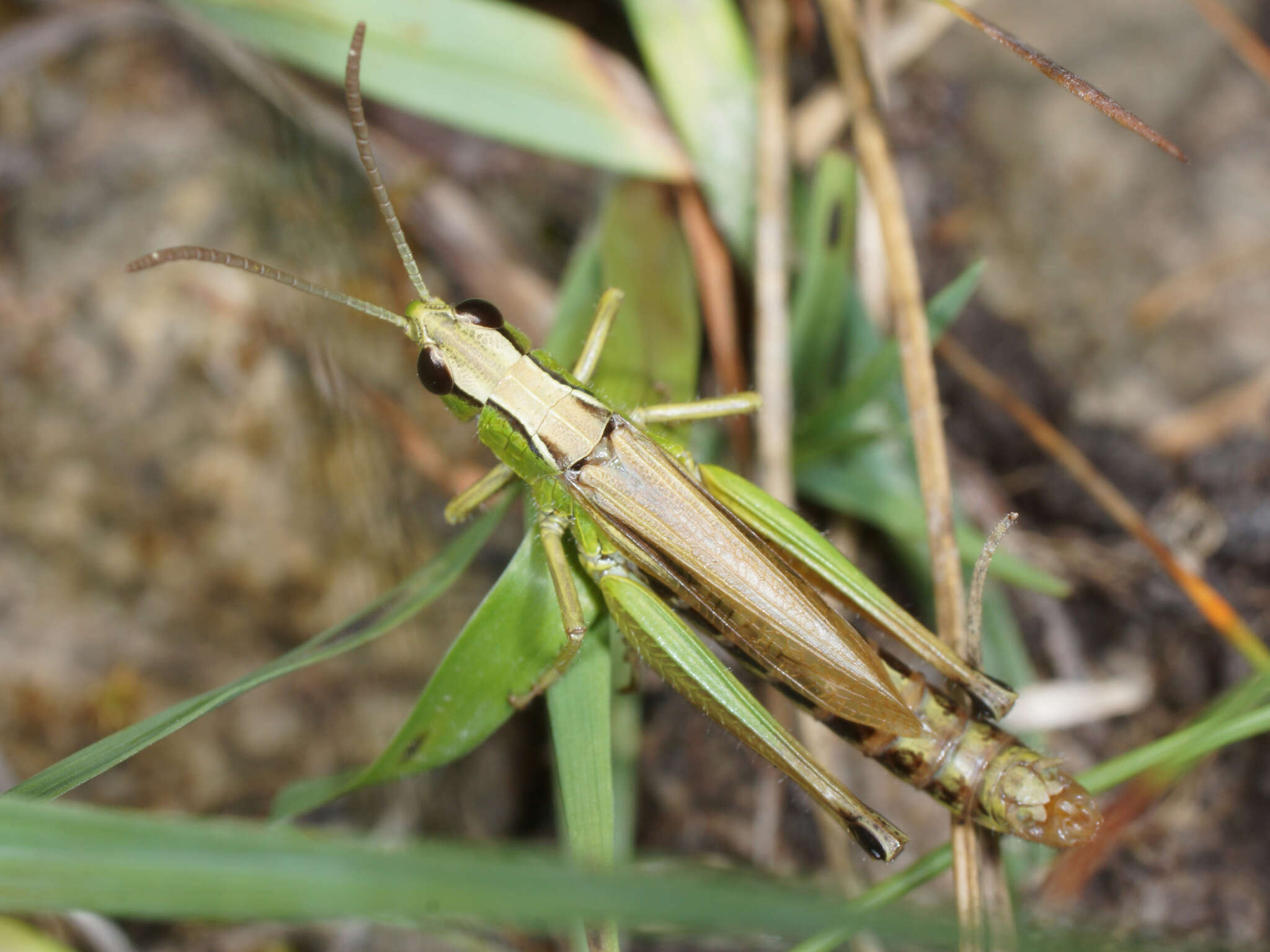 Image of Pseudochorthippus montanus (Charpentier 1825)