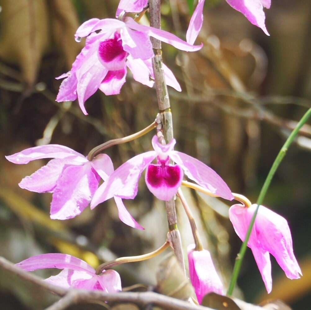 Image of Unscented Dendrobium