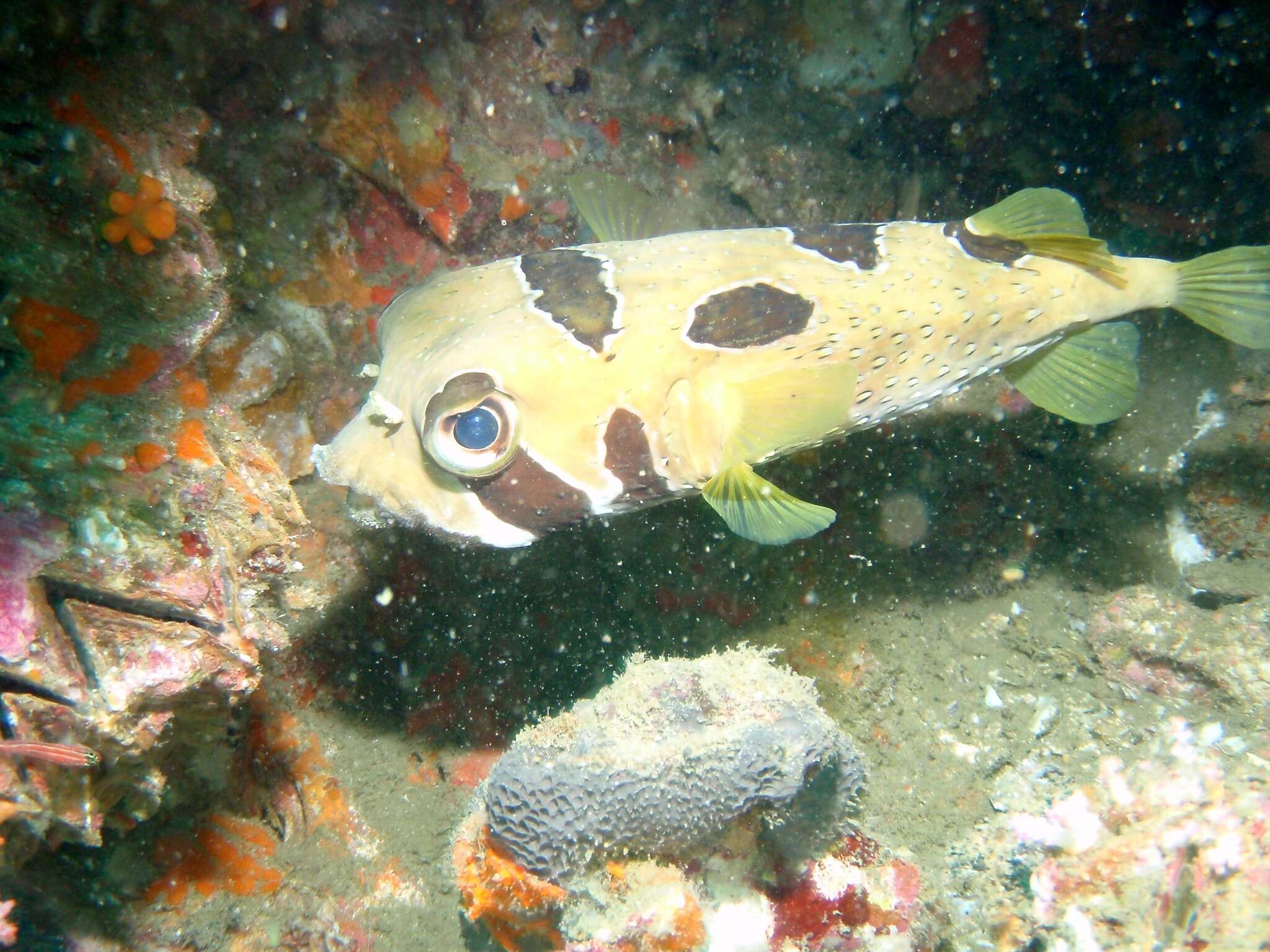 Image of Black-blotched porcupinefish