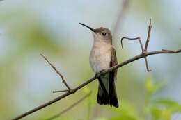 Image of Tumbes Hummingbird