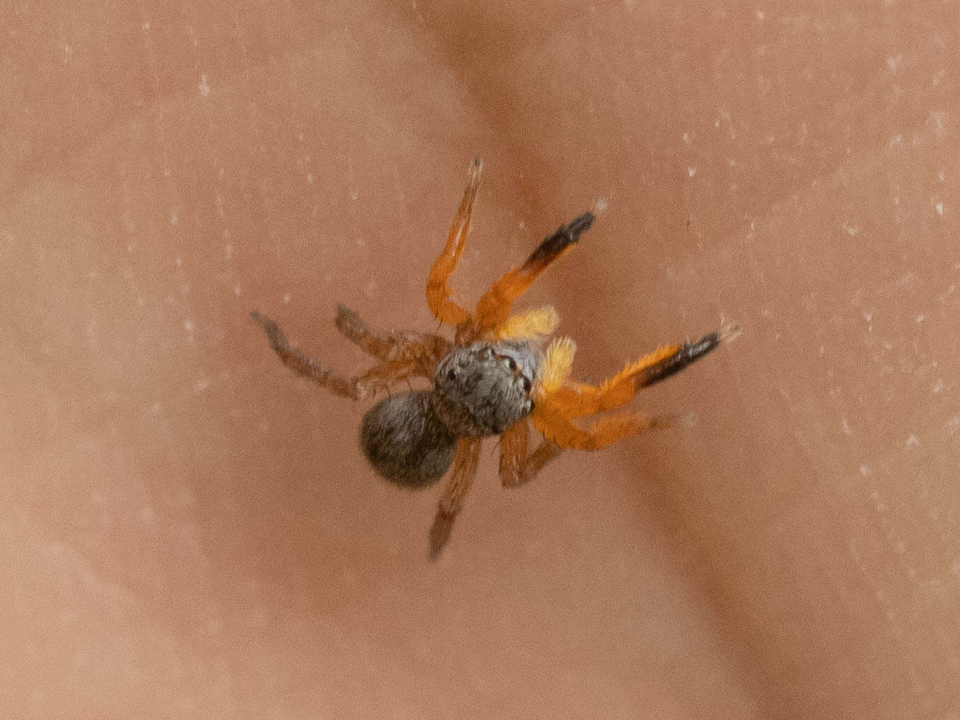 Image of Euophrys kataokai Ikeda 1996