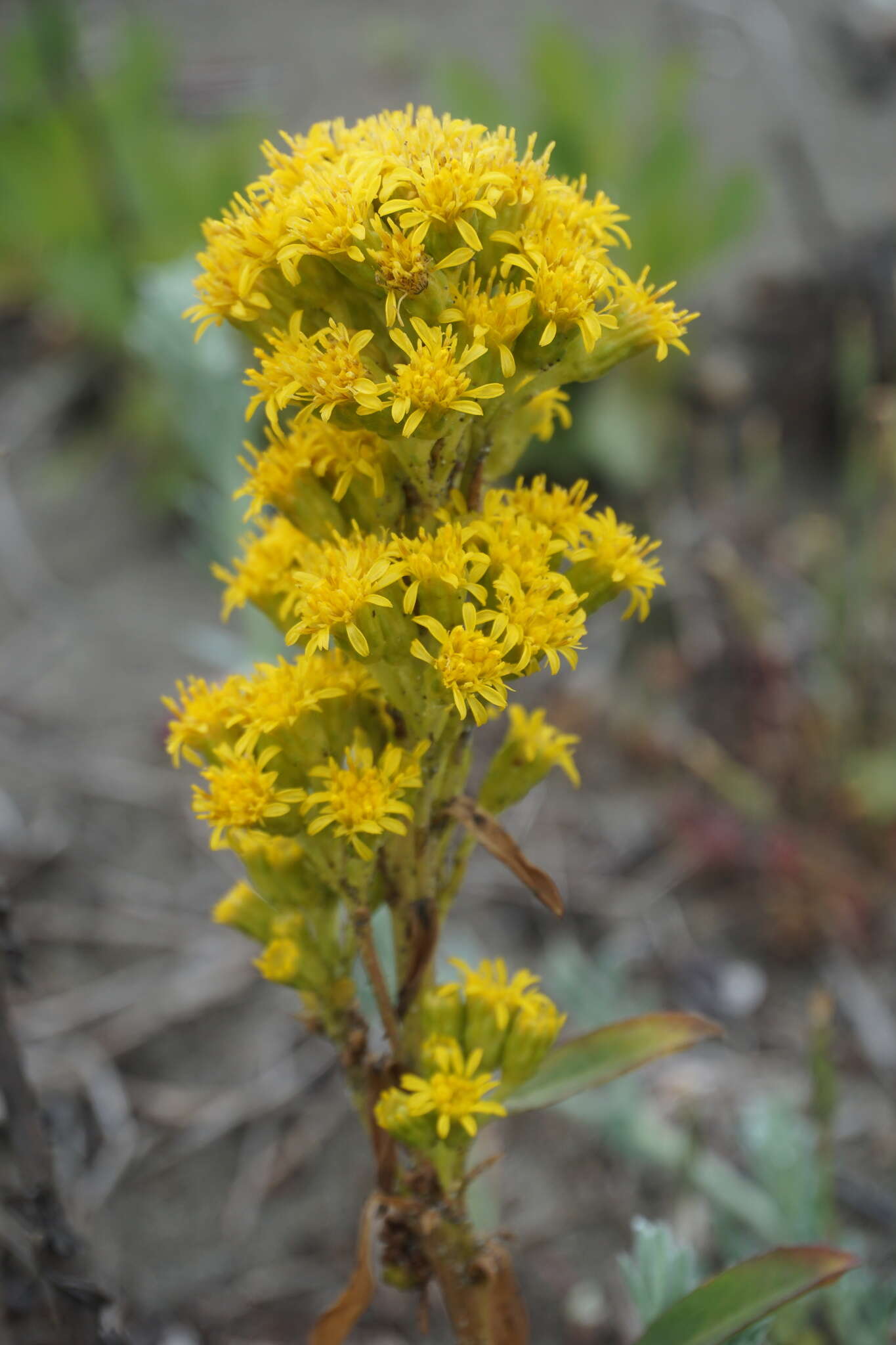 Image of Coast Goldenrod