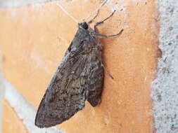 Image of Tequila Giant-Skipper
