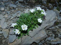 Image of Myosotis angustata Cheeseman